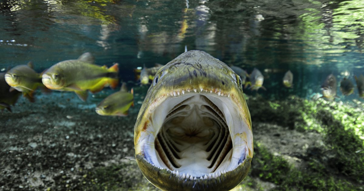 PREVIEW: Water Pantanal Fire, Science Museum